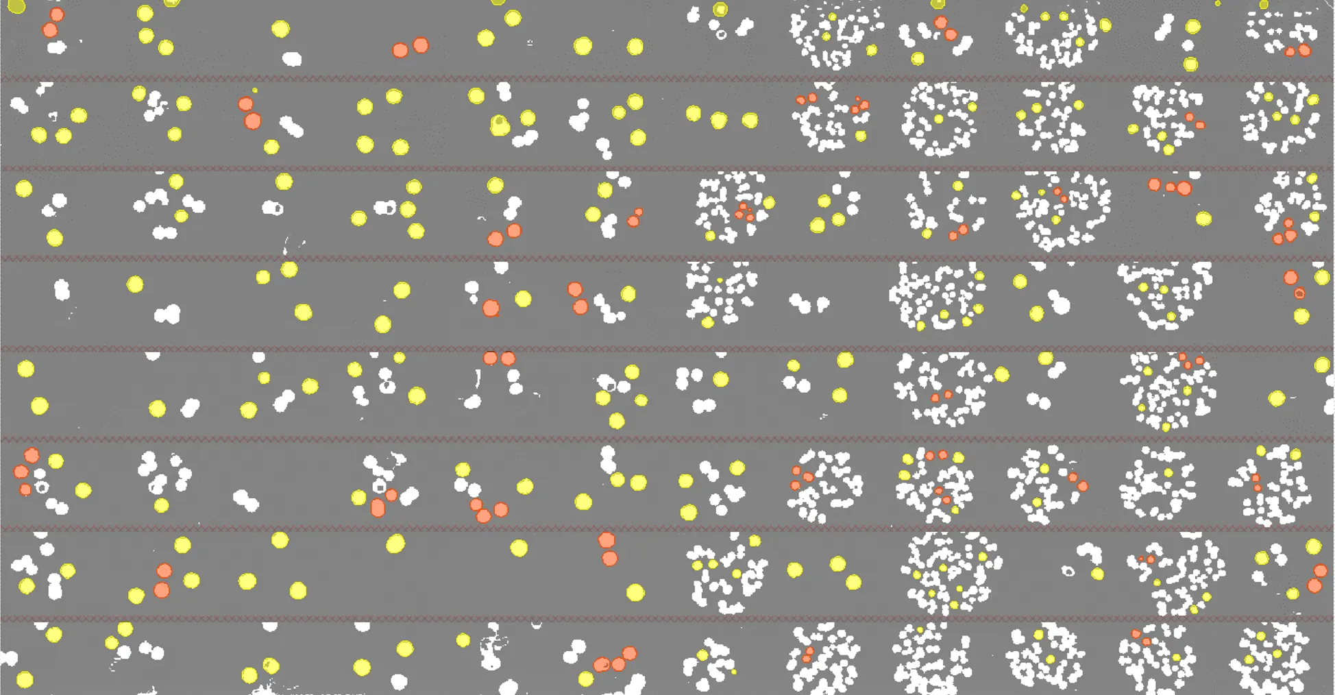 Play automated colony-picking workflow